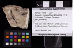 Foto (Objket + Etiketten) von Discutiolira moesica (Muţiu & Bădăluţă, 1971) 